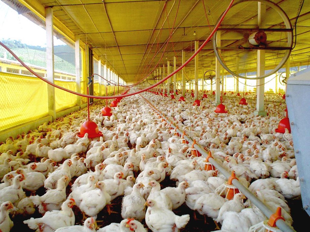 Galpão de avicultura com grande número de frangos de corte, equipados com comedouros e bebedouros automáticos, em sistema de produção comercial em Santa Catarina.
